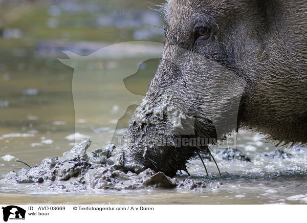 Wildschwein / wild boar / AVD-03669