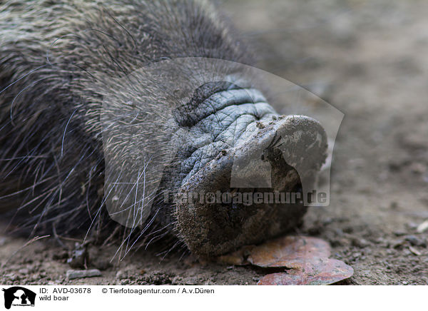 Wildschwein / wild boar / AVD-03678