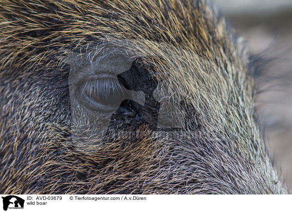 Wildschwein / wild boar / AVD-03679