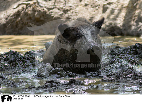 Wildschwein / wild boar / AVD-03681