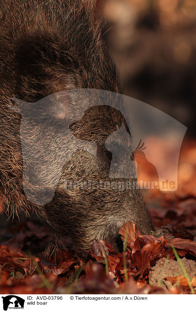 Wildschwein / wild boar / AVD-03796