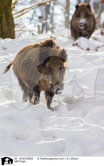 Wildschweine / wild hogs / AVD-03863