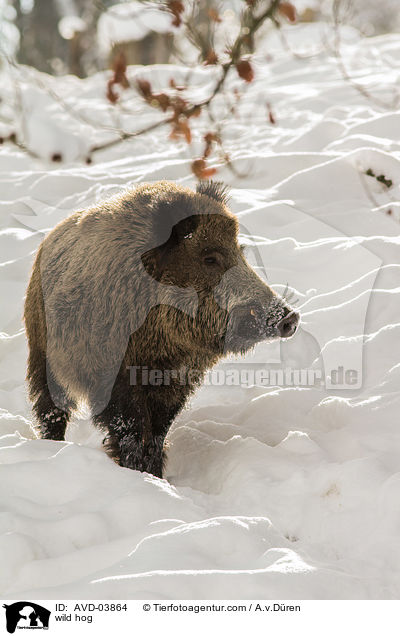 Wildschwein / wild hog / AVD-03864