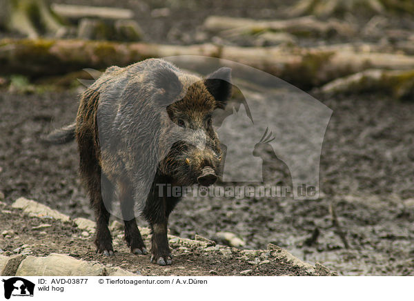 Wildschwein / wild hog / AVD-03877