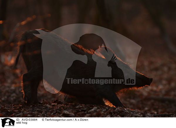 Wildschwein / wild hog / AVD-03884