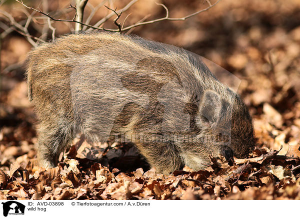 Wildschwein / wild hog / AVD-03898