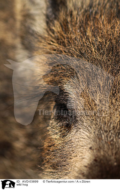 Wildschwein / wild hog / AVD-03899