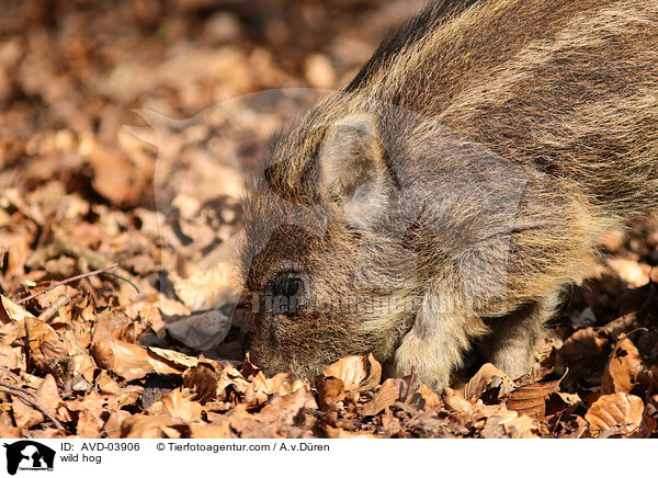 Wildschwein / wild hog / AVD-03906