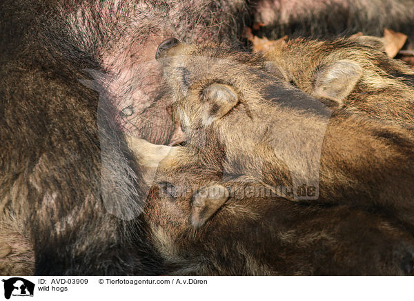 Wildschweine / wild hogs / AVD-03909