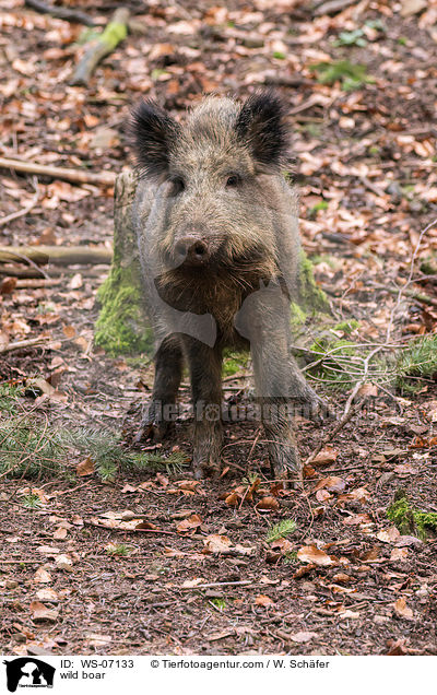 Wildschwein / wild boar / WS-07133