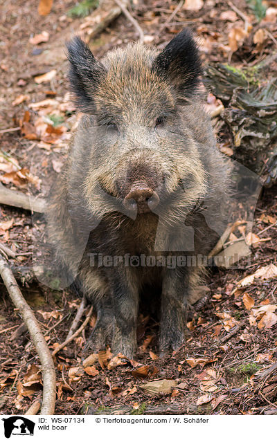 Wildschwein / wild boar / WS-07134