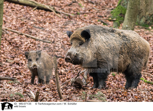 Wildschweine / wild boars / WS-07135