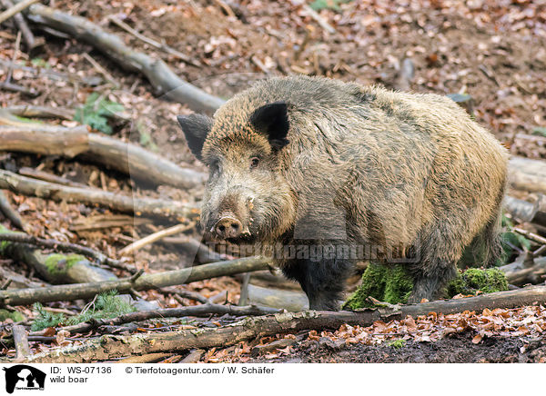 Wildschwein / wild boar / WS-07136