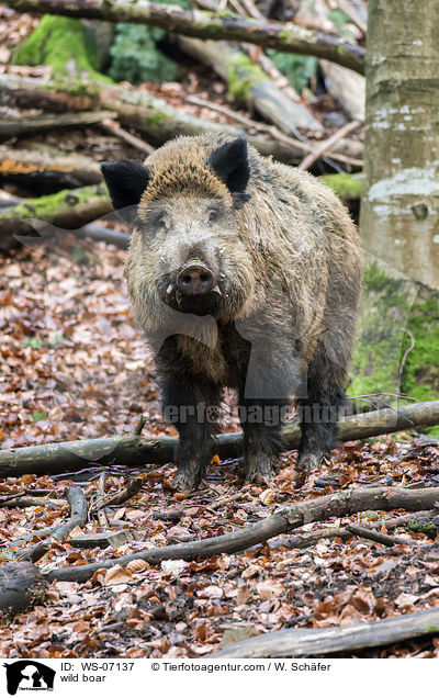 Wildschwein / wild boar / WS-07137