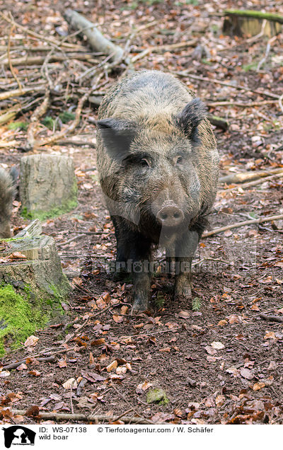 Wildschwein / wild boar / WS-07138