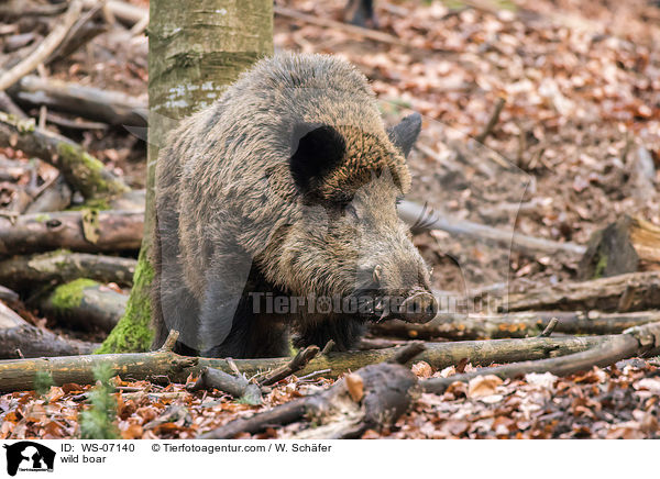 Wildschwein / wild boar / WS-07140