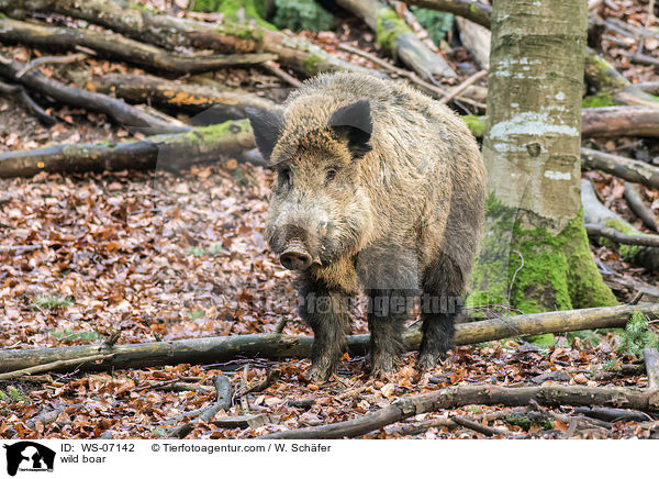 Wildschwein / wild boar / WS-07142