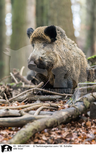 Wildschwein / wild boar / WS-07144