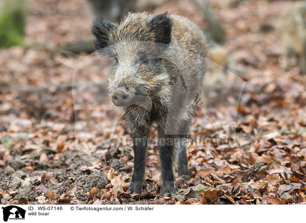 Wildschwein / wild boar / WS-07146