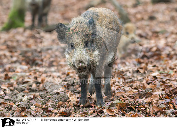 Wildschwein / wild boar / WS-07147