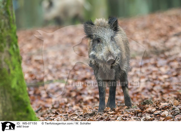 Wildschwein / wild boar / WS-07150