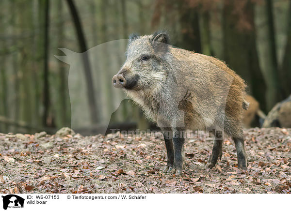 Wildschwein / wild boar / WS-07153