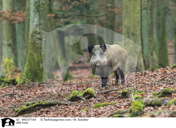 Wildschwein / wild boar / WS-07154