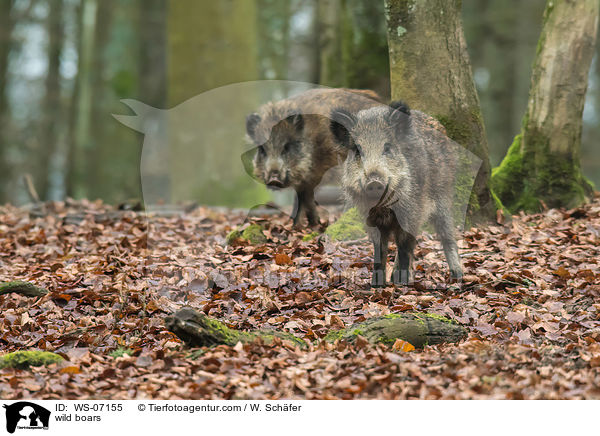 Wildschweine / wild boars / WS-07155