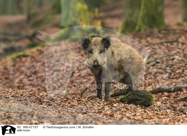 Wildschwein / wild boar / WS-07157