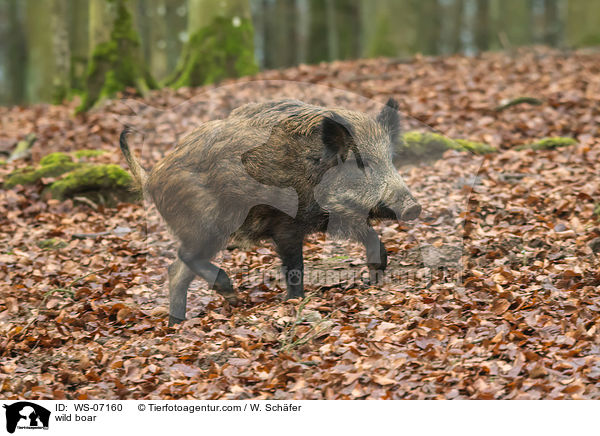 Wildschwein / wild boar / WS-07160