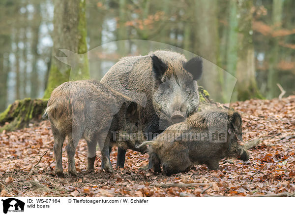 Wildschweine / wild boars / WS-07164