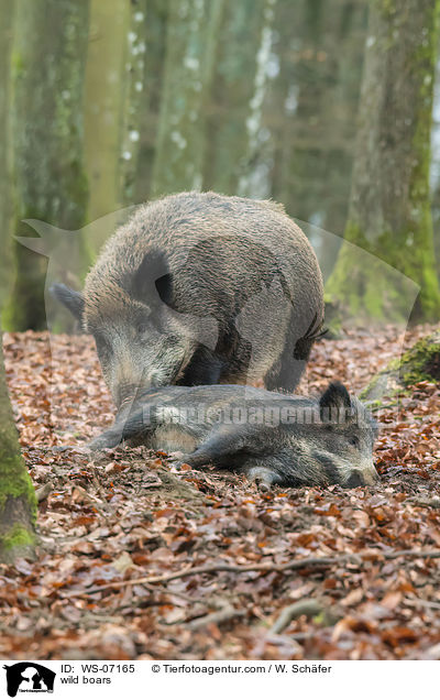 Wildschweine / wild boars / WS-07165