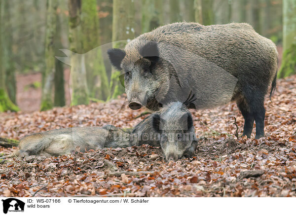 Wildschweine / wild boars / WS-07166