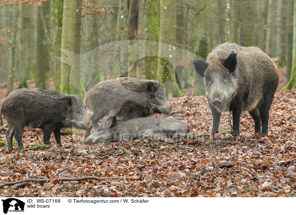 Wildschweine / wild boars / WS-07168