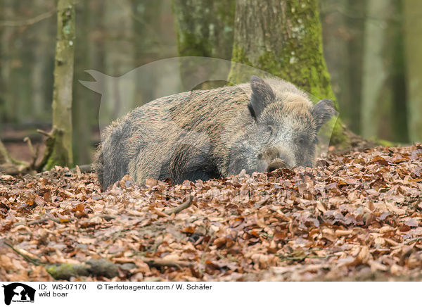 Wildschwein / wild boar / WS-07170