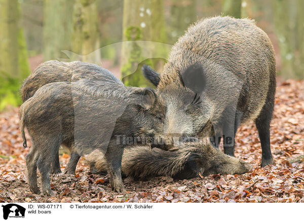 Wildschweine / wild boars / WS-07171