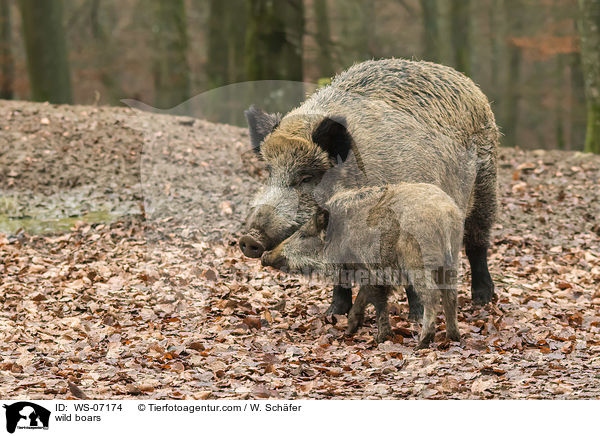 Wildschweine / wild boars / WS-07174