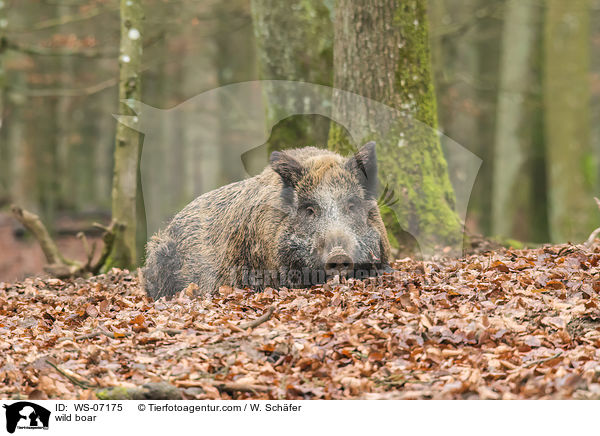 Wildschwein / wild boar / WS-07175