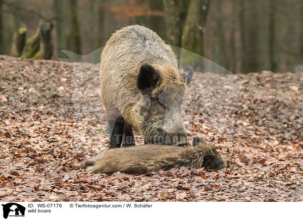 Wildschweine / wild boars / WS-07176