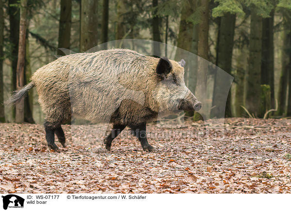 Wildschwein / wild boar / WS-07177