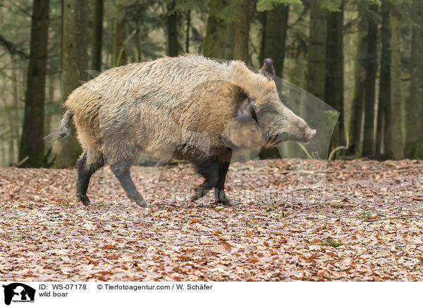 Wildschwein / wild boar / WS-07178