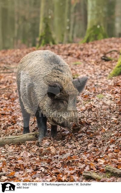 Wildschwein / wild boar / WS-07180