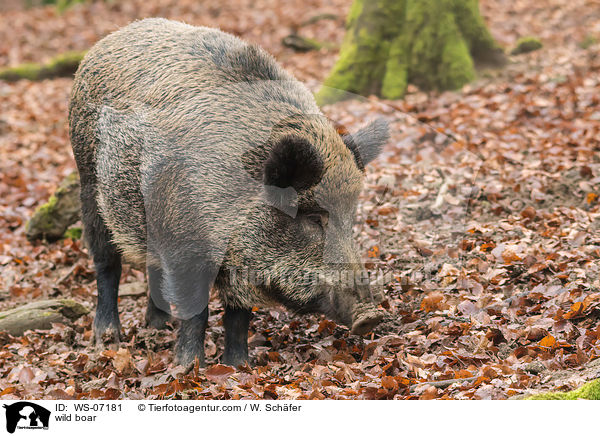 Wildschwein / wild boar / WS-07181