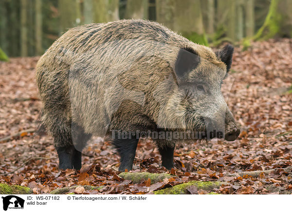 Wildschwein / wild boar / WS-07182