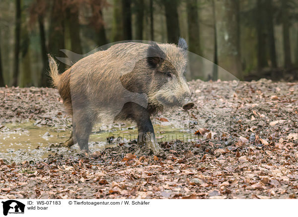 Wildschwein / wild boar / WS-07183