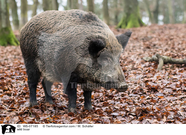 Wildschwein / wild boar / WS-07185