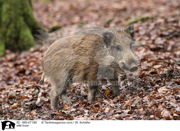 Wildschwein / wild boar / WS-07186