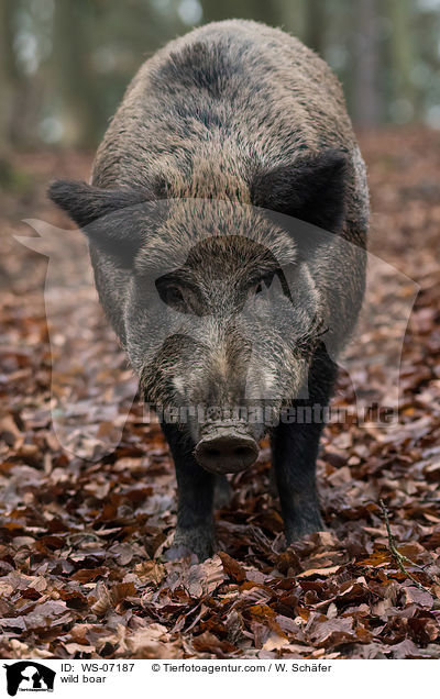 Wildschwein / wild boar / WS-07187