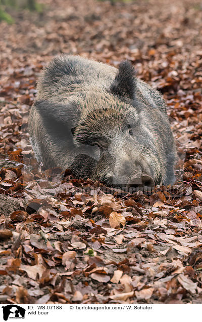 Wildschwein / wild boar / WS-07188