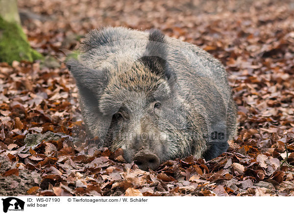 Wildschwein / wild boar / WS-07190